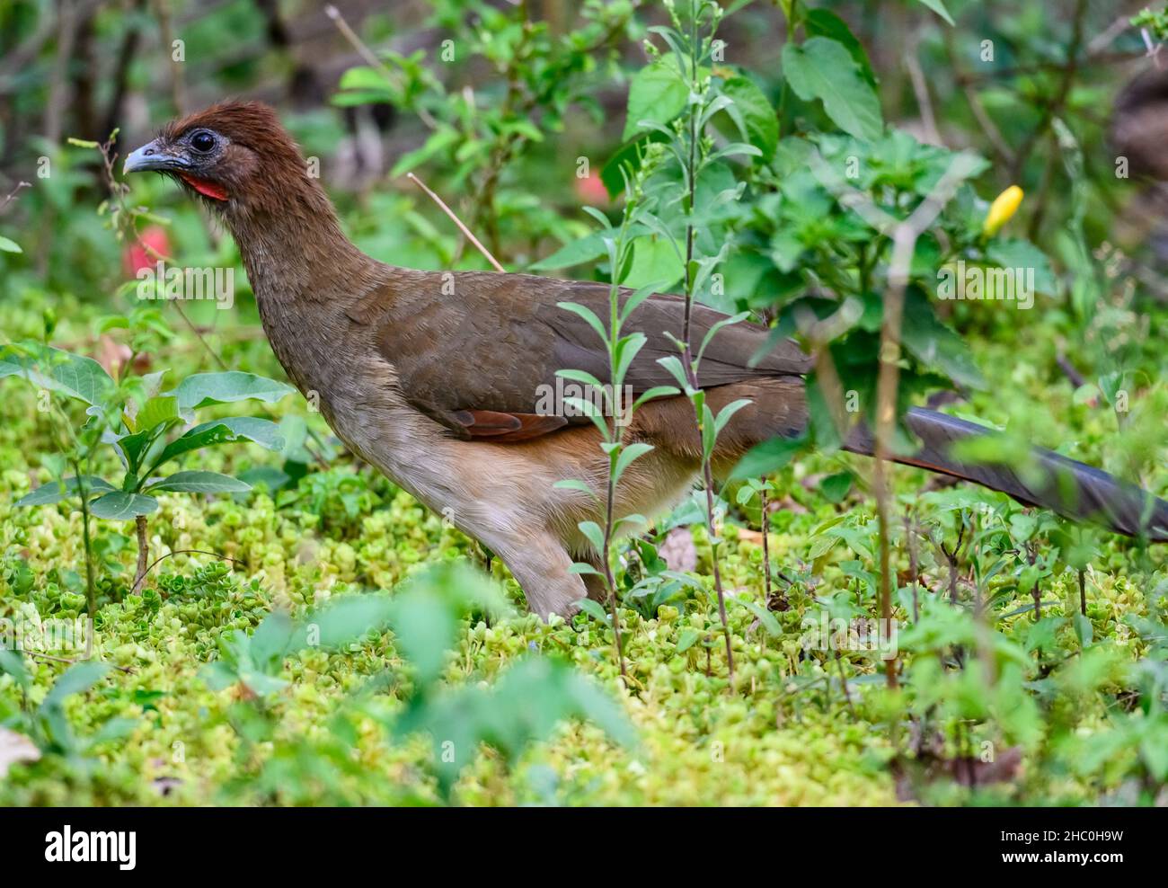 Eine rufous-köpfige Chachalaca (Ortalis erythroptera), die im Wald auf Nahrungssuche ist. Ecuador, Südamerika. Stockfoto