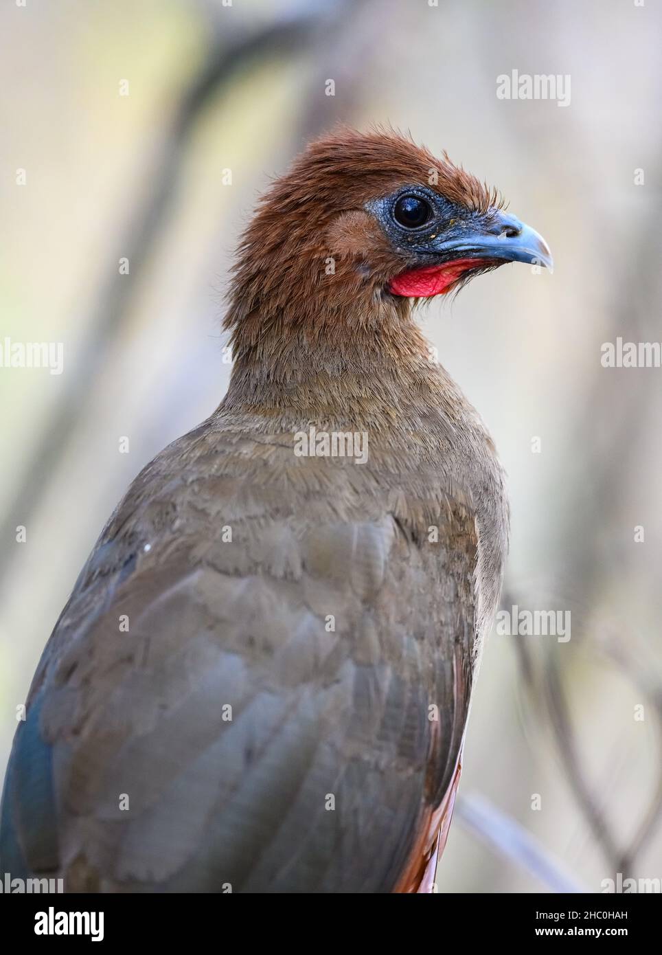 Eine rufous-köpfige Chachalaca (Ortalis erythroptera) aus der Nähe. Ecuador, Südamerika. Stockfoto