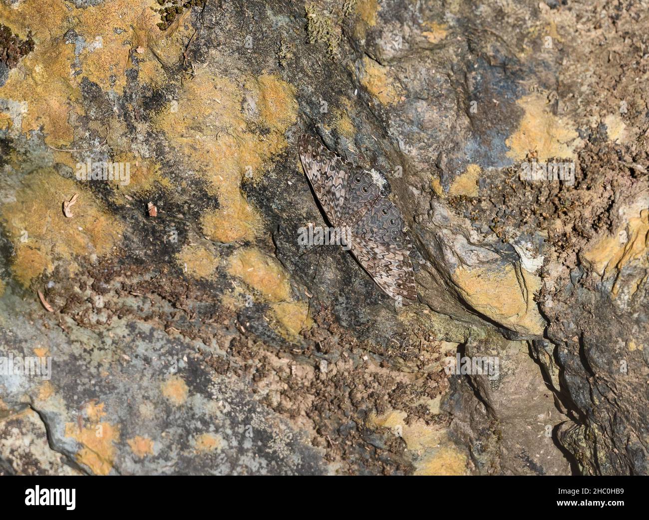 Ein gut getarnter Gray Cracker (Hamadryas februa) Schmetterling auf einem Felsen. Ecuador, Südamerika. Stockfoto