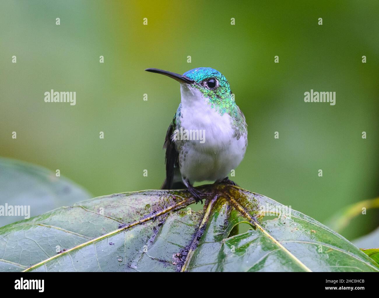 Ein Andensmaragd (Uranomitra franciae) Kolibri, der auf einem Blatt thront. Ecuador, Südamerika. Stockfoto