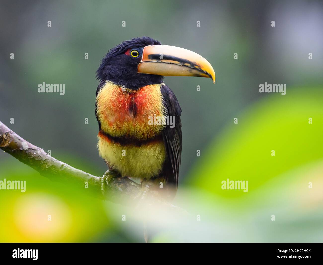 Ein Colmared Aracari (Pteroglossus torquatus), der auf einem Ast thront. Ecuador, Südamerika. Stockfoto