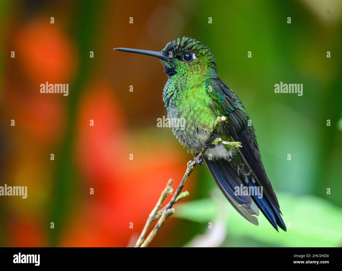 Ein Kolibri mit grüner Krone (Heliodoxa jacula), der auf einem Ast thront. Ecuador, Südamerika. Stockfoto