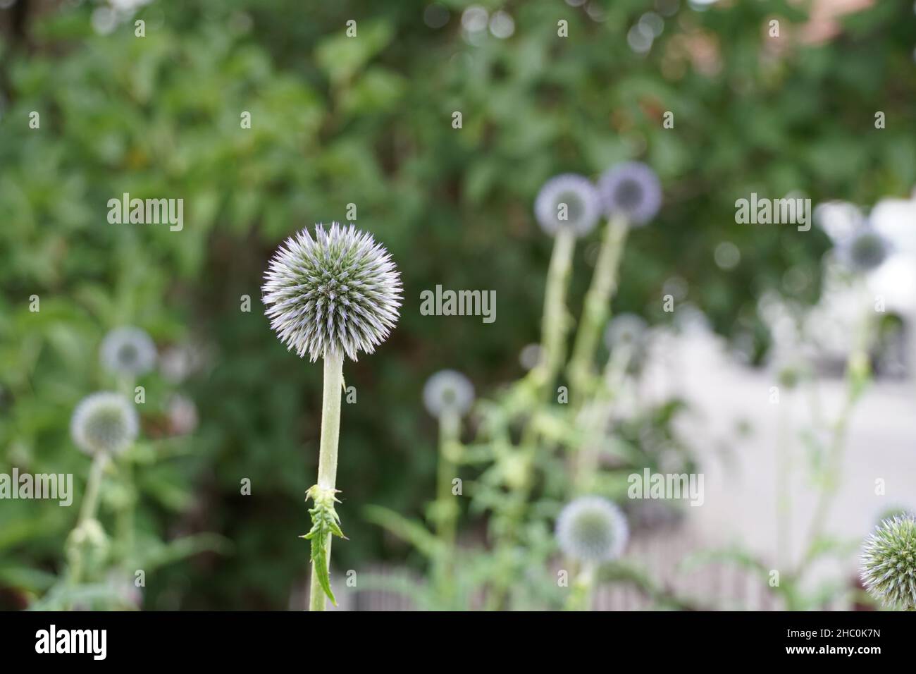 Echinops ritro, der blaue Globus von Veitch im Freien. Junge Pflanze im Frühling vor der Blütezeit. Auf dem Hintergrund verfügbarer Speicherplatz kopieren. Stockfoto