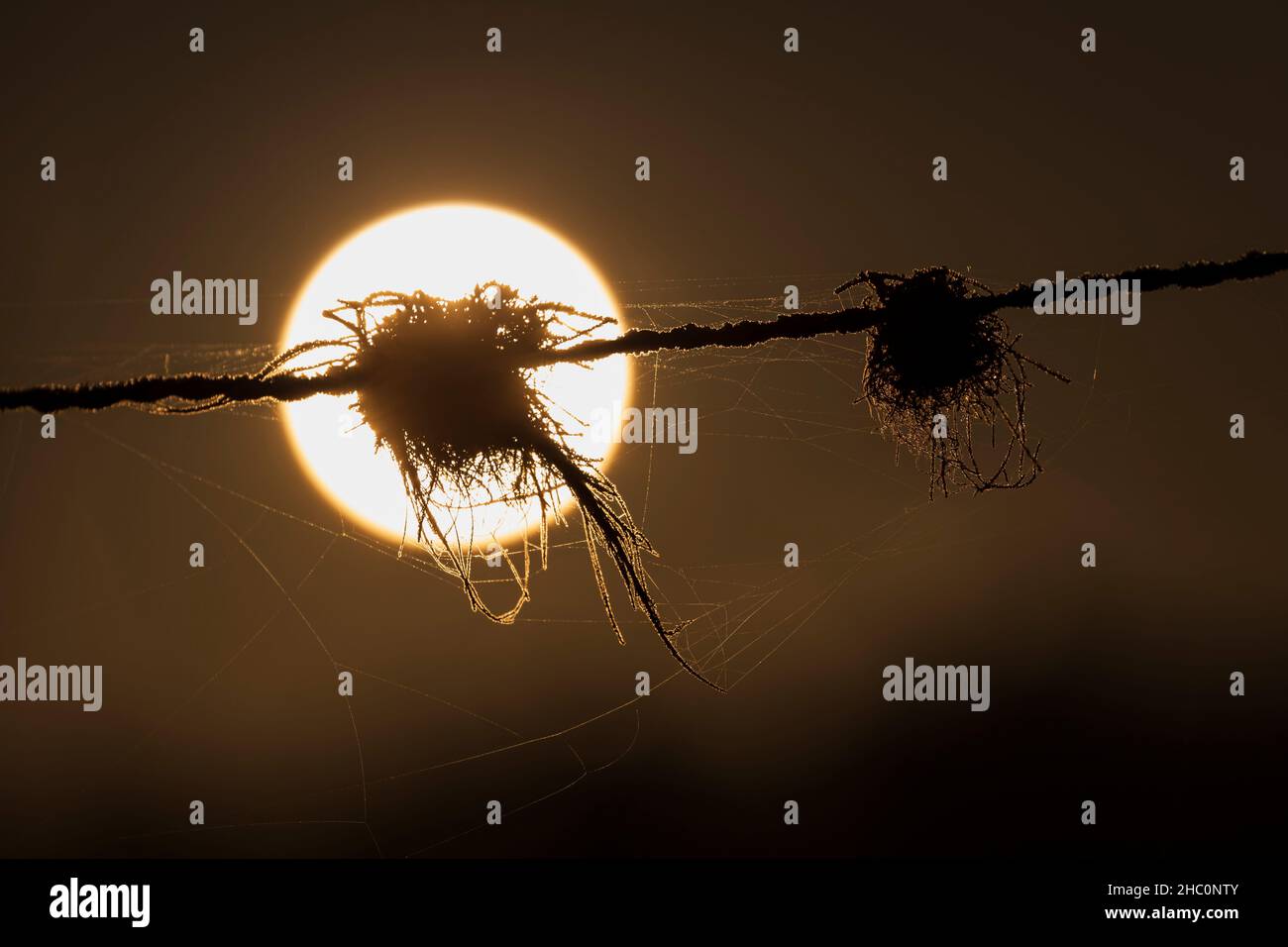 Tierhaare, die auf einem Stacheldrahtzaun mit der aufgehenden Sonne im Hintergrund gefangen werden Stockfoto