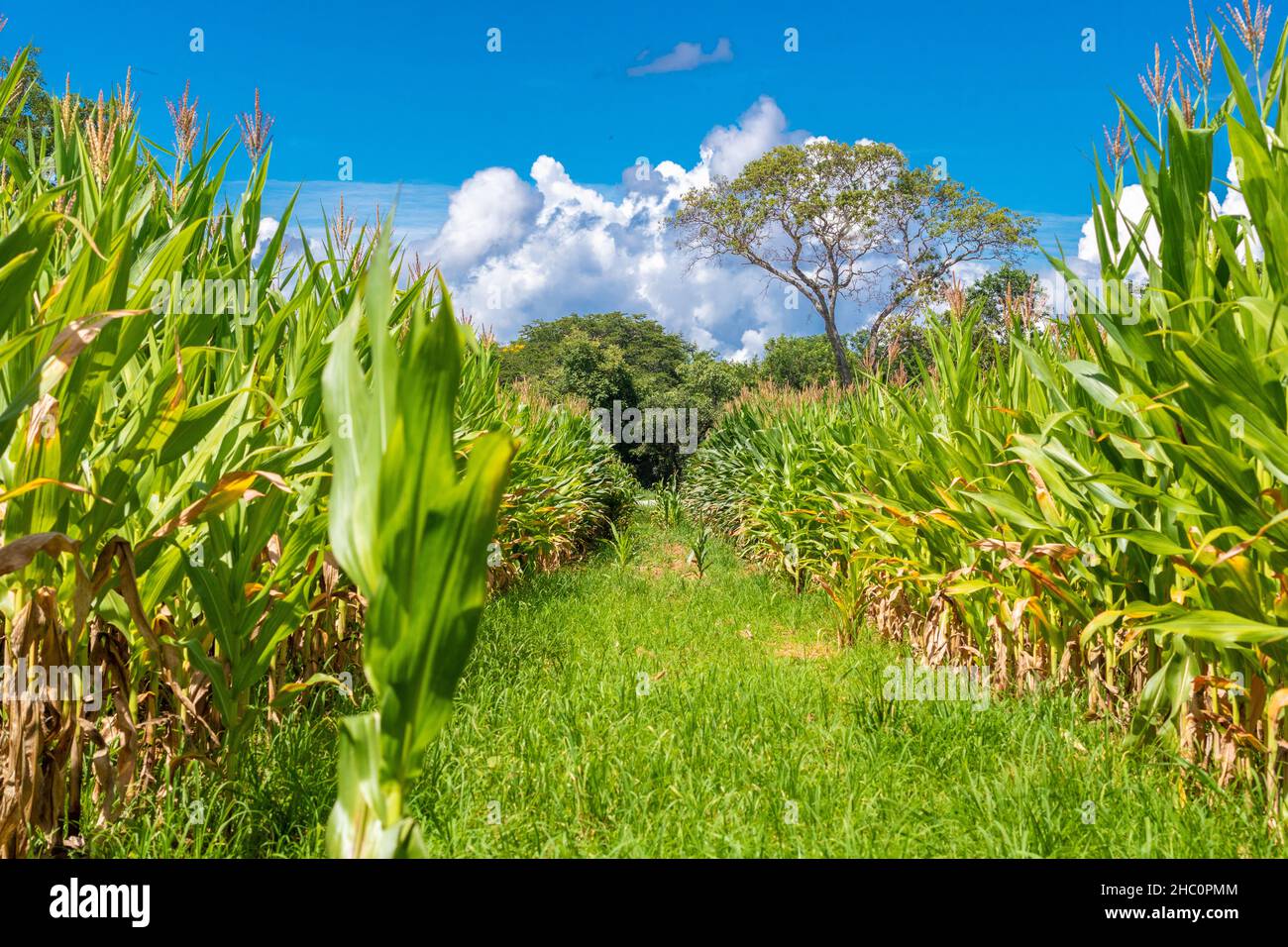 Maisplantage mit Bewässerung im Landesinneren von Brasilien Stockfoto