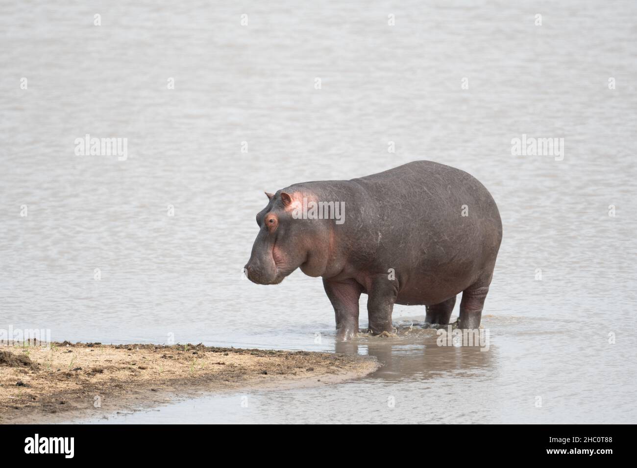 Großes Nilpferd aus dem Wasser im Sabi Sands Game Reserve, Südafrika Stockfoto