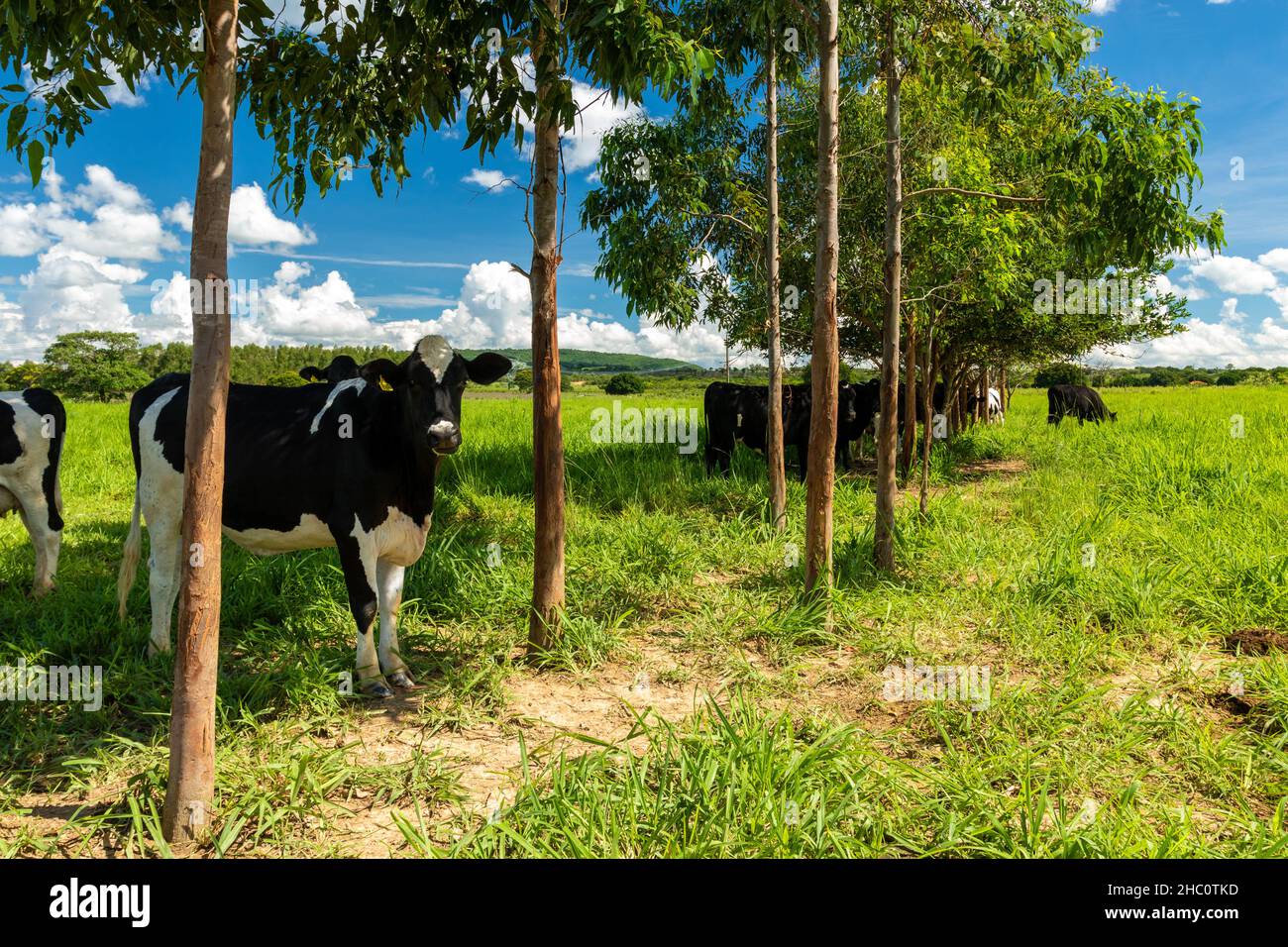 Rinder auf einem Bauernhof in minas gerais das Landesinnere von Brasilien Stockfoto