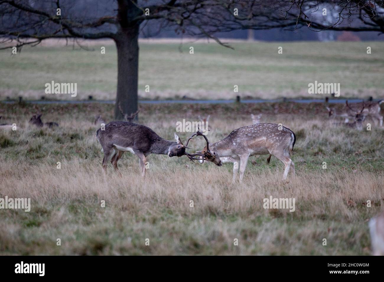 London, Großbritannien. 22nd Dez 2021. Im Richmond Park in London kämpft ein Damhirsch mit einem Rotwildbock mit ihren Hirschen. Kredit: SOPA Images Limited/Alamy Live Nachrichten Stockfoto