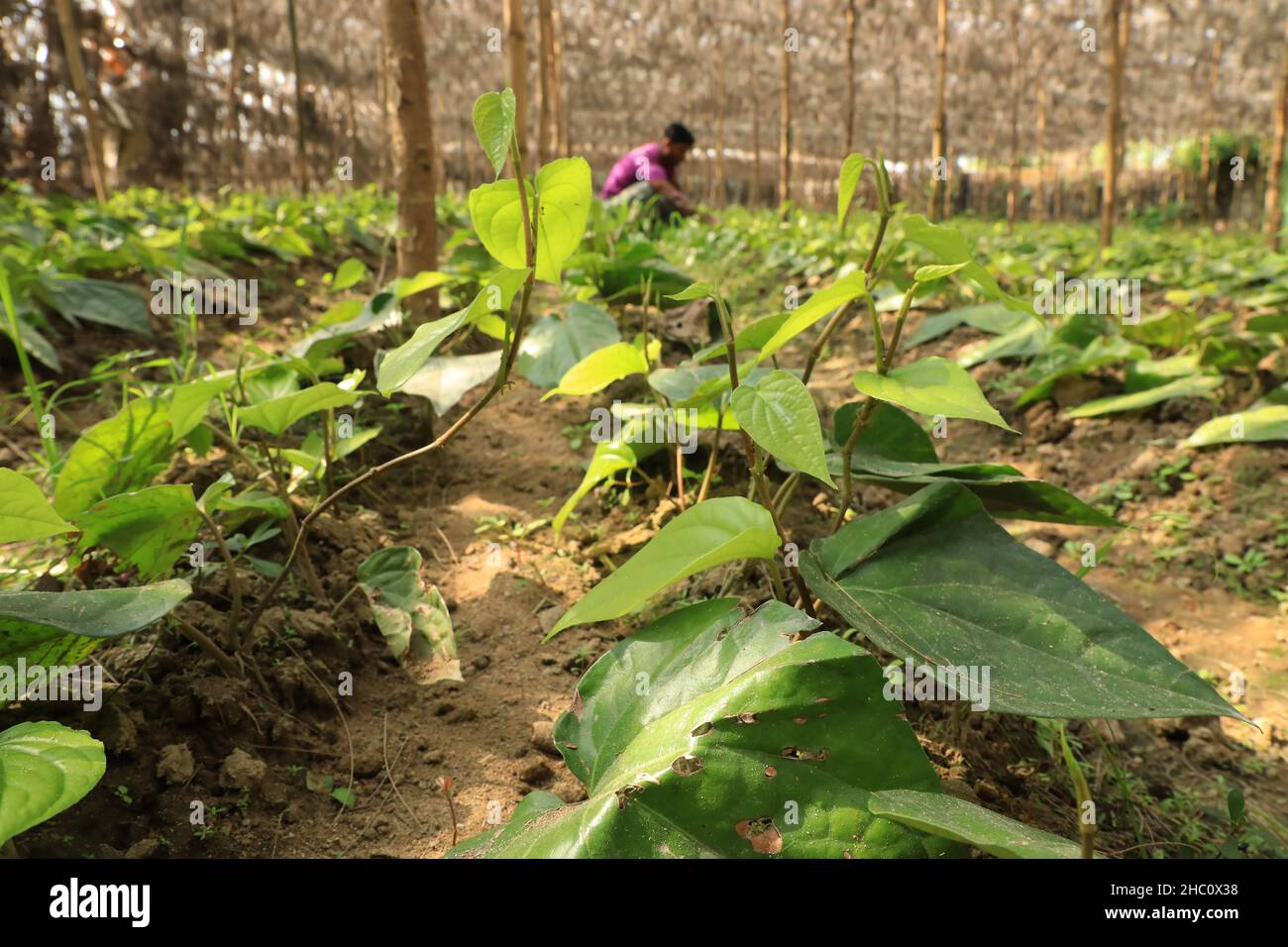Ein Mann, der in einem Betel-Blattgarten arbeiten sah.Betel Leaf oder Pan ist ein tropischer Kriechgang, der zur Familie der Pfefferpflanzen namens Piper Betel gehört. Die Leute kauen es, um den Atem und die Farbe (karmesinrot) der Lippen und Zunge zu versüßen und auch ein wenig narkotisches Vergnügen zu haben. Normalerweise wird die Pfanne mit Kalk-Muschel-Paste (Chun) und Areca-Mutter oder Betel-Mutter (Supari) gekaut. Viele essen Pfanne, die es mit zusätzlichen Elementen wie Koriandersamen, Zimt, Kardamomen und vielfältig aromatisierten Stäuben vermischt Credit: SOPA Images Limited/Alamy Live News Stockfoto