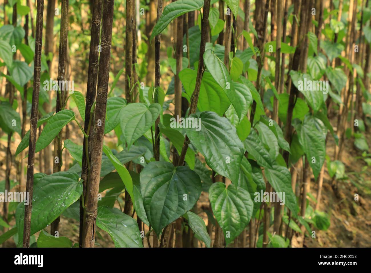 Ein Blick auf Betelblätter im Garten.Betelblatt oder Pan ist ein tropischer Kriechgang, der zur Familie der Pfefferpflanzen namens Piper Betel gehört. Die Leute kauen es, um den Atem und die Farbe (karmesinrot) der Lippen und Zunge zu versüßen und auch ein wenig narkotisches Vergnügen zu haben. Normalerweise wird die Pfanne mit Kalk-Muschel-Paste (Chun) und Areca-Mutter oder Betel-Mutter (Supari) gekaut. Viele essen Pfanne, die es mit zusätzlichen Elementen wie Koriandersamen, Zimt, Kardamomen und vielfältig aromatisierten Stäuben vermischt (Foto von MD Manik/SOPA Images/Sipa USA) Kredit: SIPA USA/Alamy Live News Stockfoto