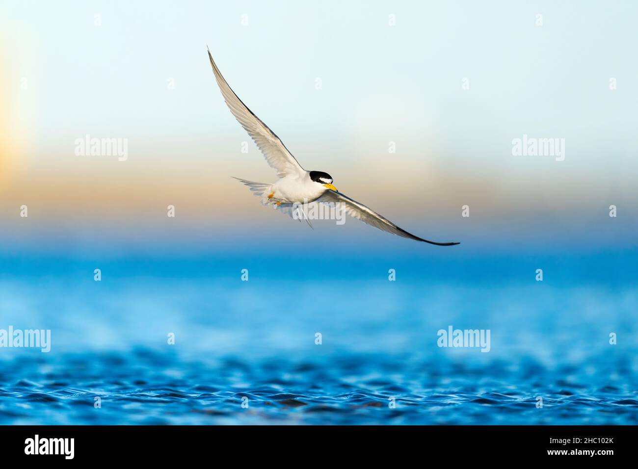 Ein erwachsener Least Tern (Sternula antillarum), dessen Flügel weit verbreitet sind, da er tief über dem Wasser in New York, USA, fliegt Stockfoto