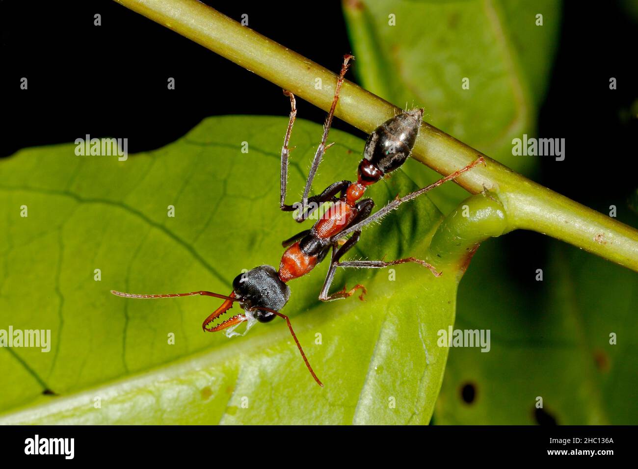 Jumper Ant, auch bekannt als Jumping Jack Ant und Bulldog Ant, Myrmecia nigrocincta. Coffs Harbour, NSW, Australien. Stockfoto
