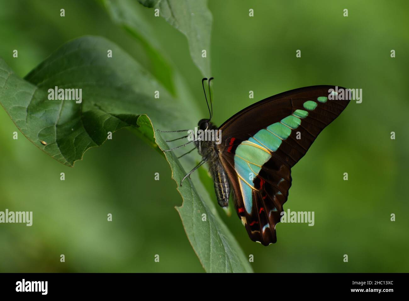 Nahaufnahme eines Schmetterlings aus der Blaubottle, der auf einem grünen Blatt mit unscharfem Hintergrund thront. Graphium sarpedon. Stockfoto