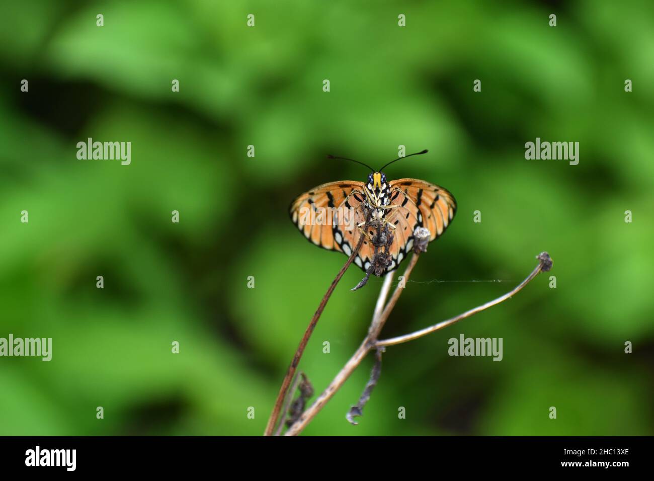 Ein tawniger coster-Schmetterling thront auf getrocknetem Zweig mit unscharfem Hintergrund. Stockfoto