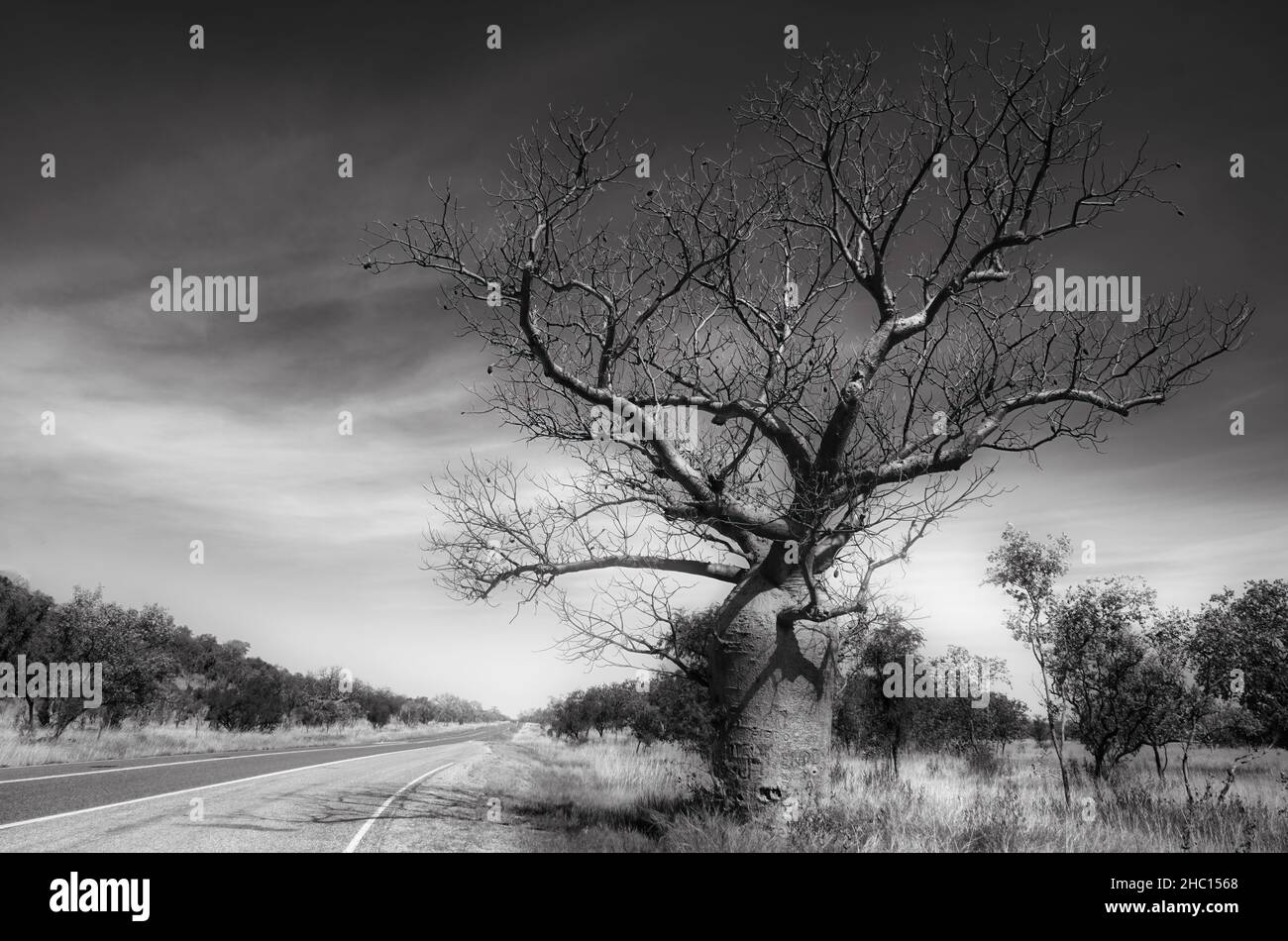 Baobab oder Boab Baum in schwarz und weiß Stockfoto