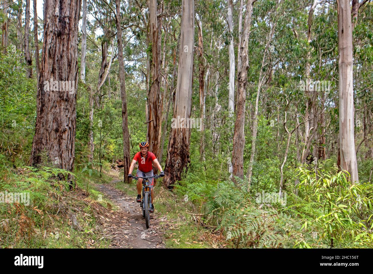 Mountainbiken in Forrest, Victoria Stockfoto