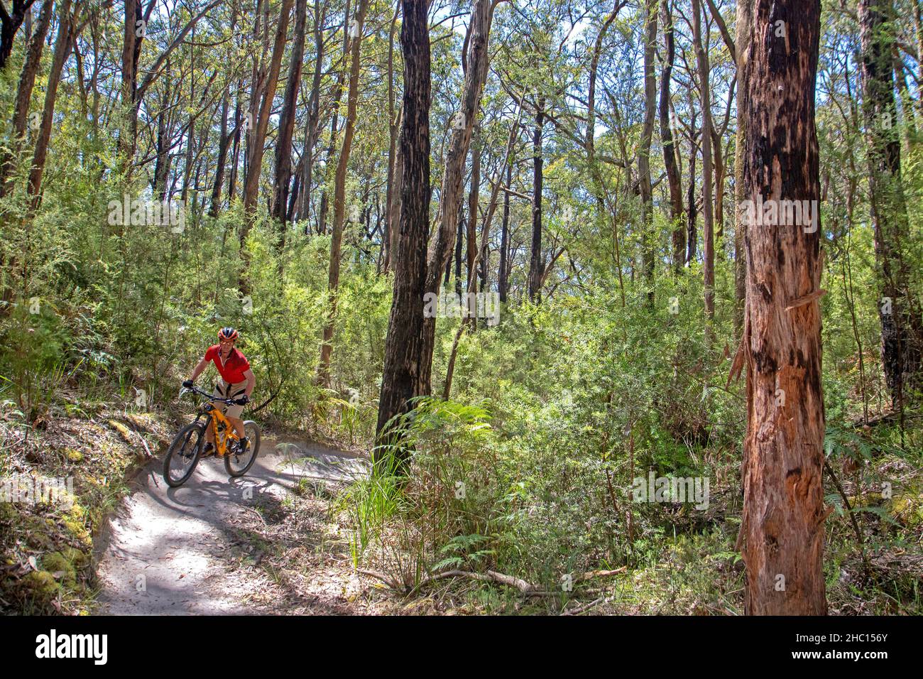 Mountainbiken in Forrest, Victoria Stockfoto