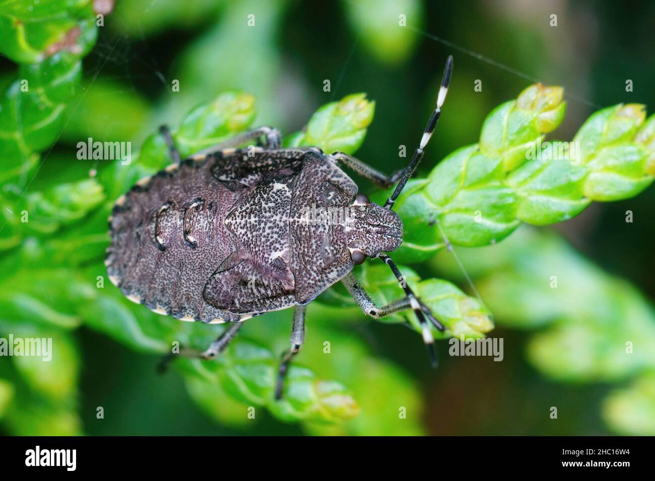 Nahaufnahme einer Nymphe des melierten Schildbugs, Rhaphigaster nebulosa, die auf einem grünen Blatt im Garten sitzt Stockfoto