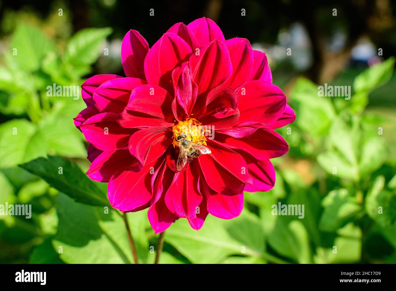 Eine wunderschöne große, leuchtend rote Dahlia-Blume in voller Blüte auf verschwommenem grünem Hintergrund, fotografiert mit weichem Fokus in einem Garten an einem sonnigen Sommertag Stockfoto