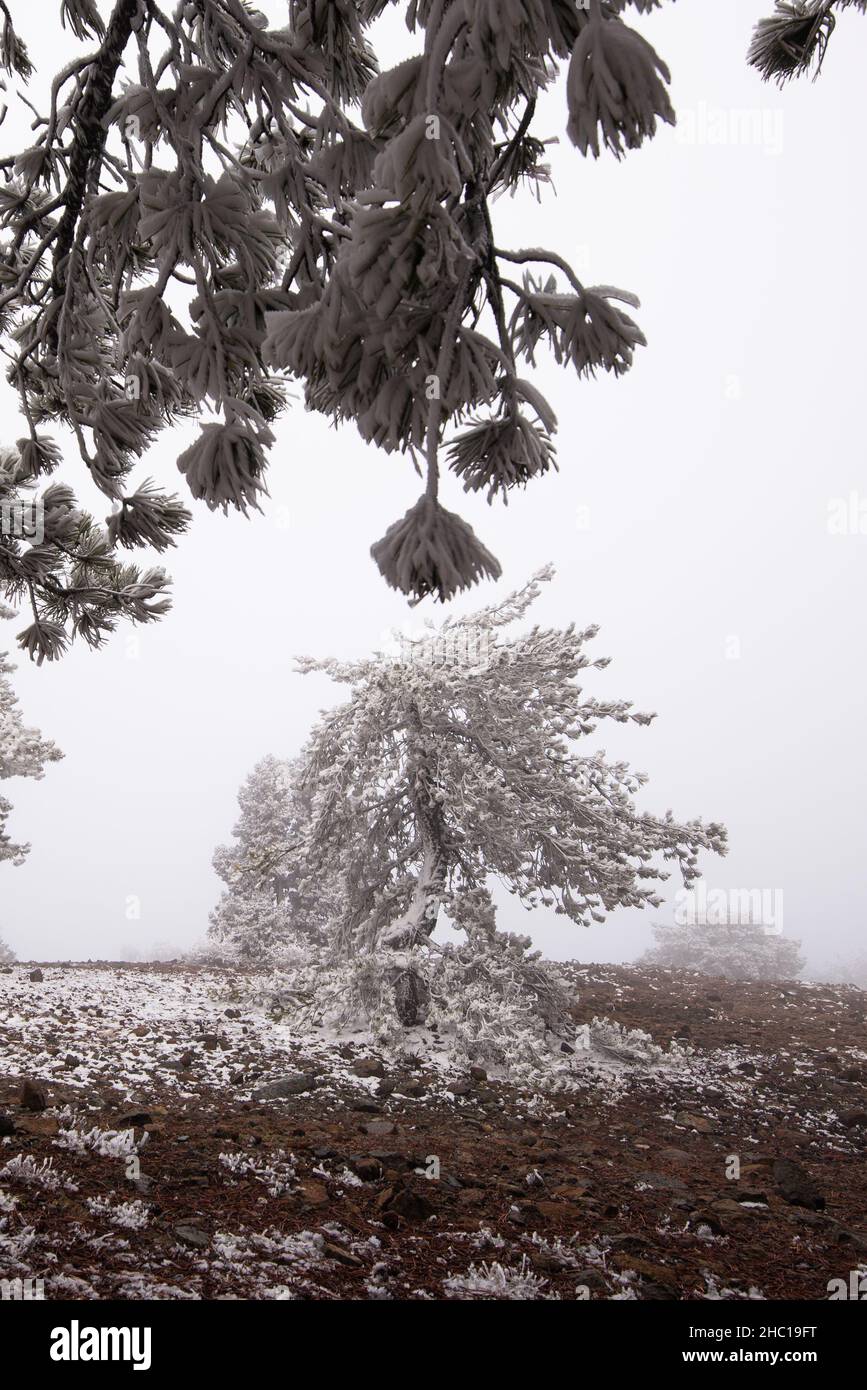 Winterwaldlandschaft mit Land und einsamen, gefrorenen Kiefern, die mit Schnee bedeckt sind. Stockfoto