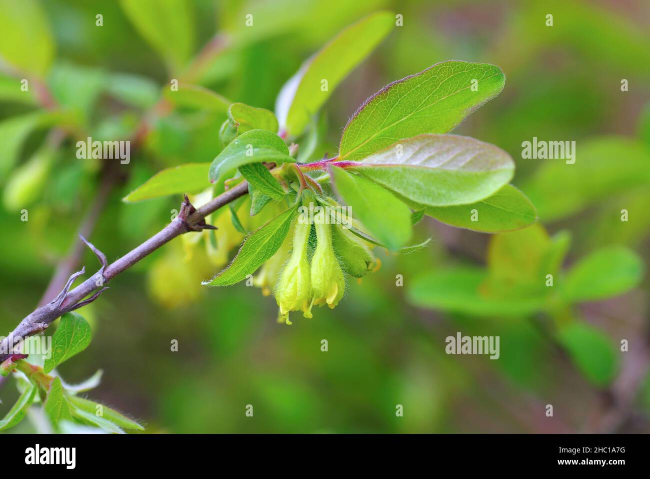 Gelbe Lonicera kamtschatica blühen im Frühling Stockfoto