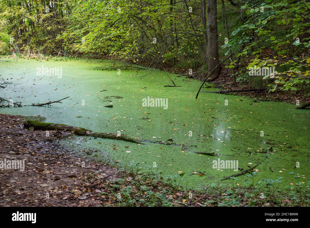 Grüner kleiner Sumpf mit Algen im Park bedeckt Stockfoto