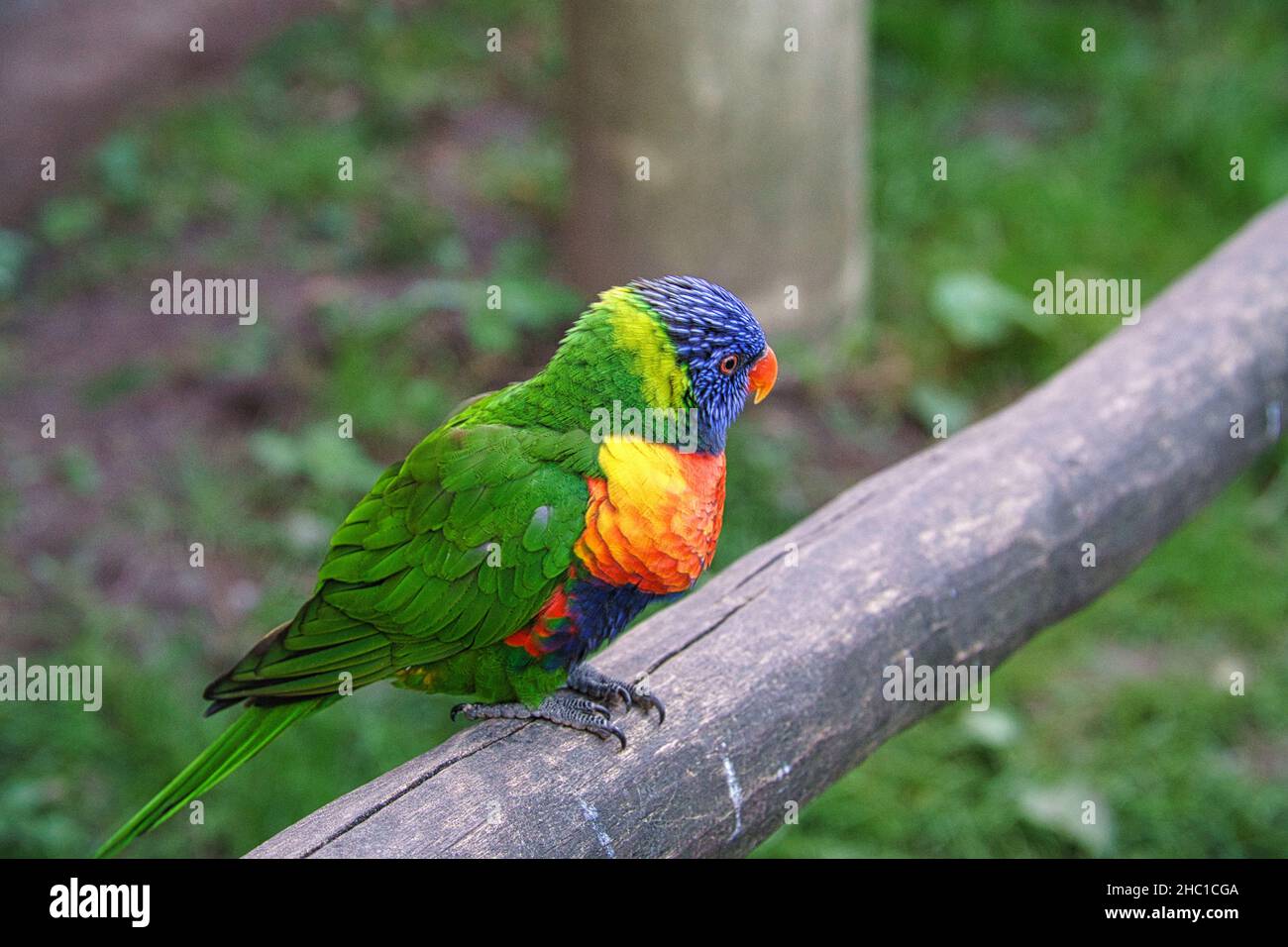 Lorikeet, kurz Lori genannt, sind papageienartige Vögel im bunten Gefieder. Sie sind sehr neugierig und schön anzusehen Stockfoto
