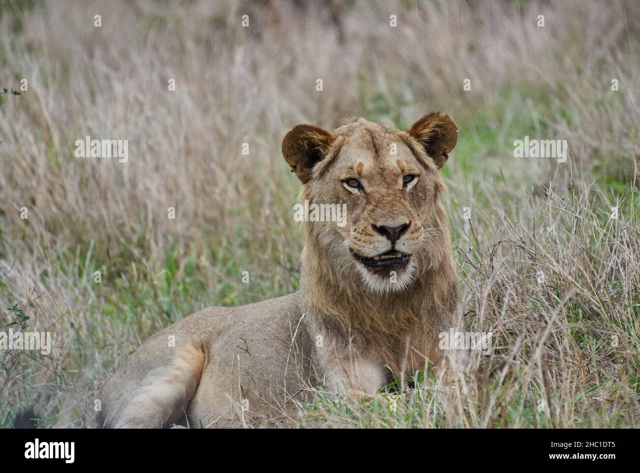 African Lion in seinem natürlichen Lebensraum im Busch Stockfoto