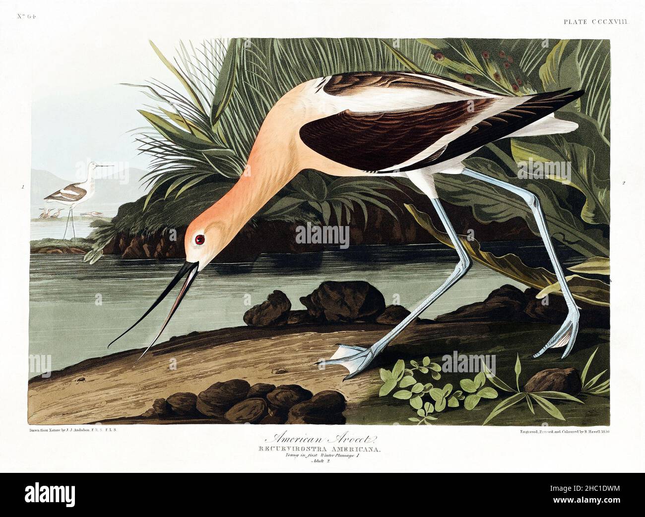 American Avocet from Birds of America (1827) von John James Audubon (1785 - 1851 ), geätzt von Robert Havell (1793 - 1878). Stockfoto