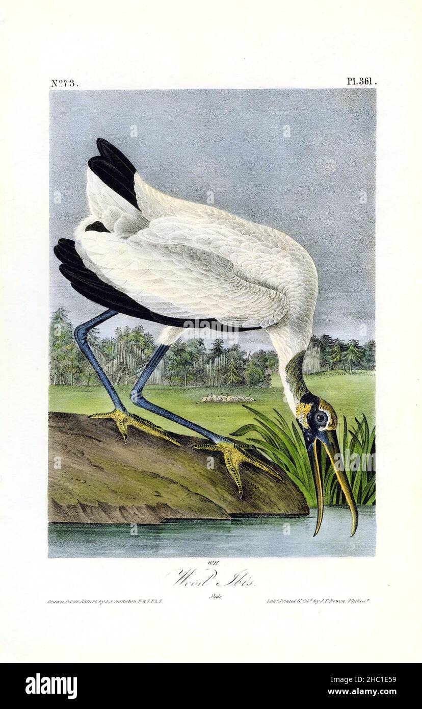 Wood Ibis von John James Audubon Stockfoto