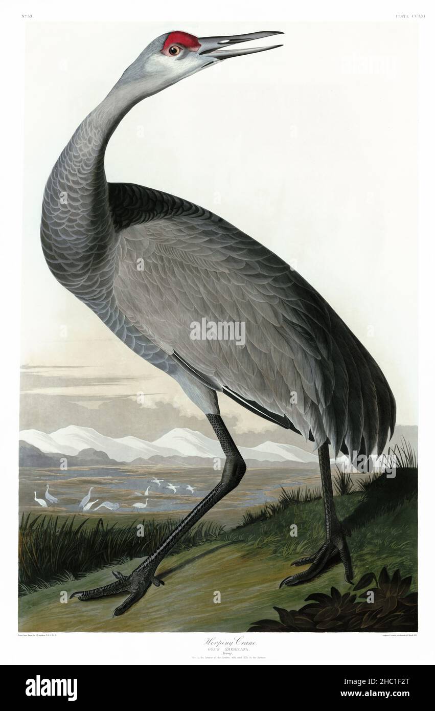Hooping Crane from Birds of America (1827) von John James Audubon (1785 - 1851), geätzt von Robert Havell (1793 - 1878). HOHE AUFLÖSUNG. Stockfoto