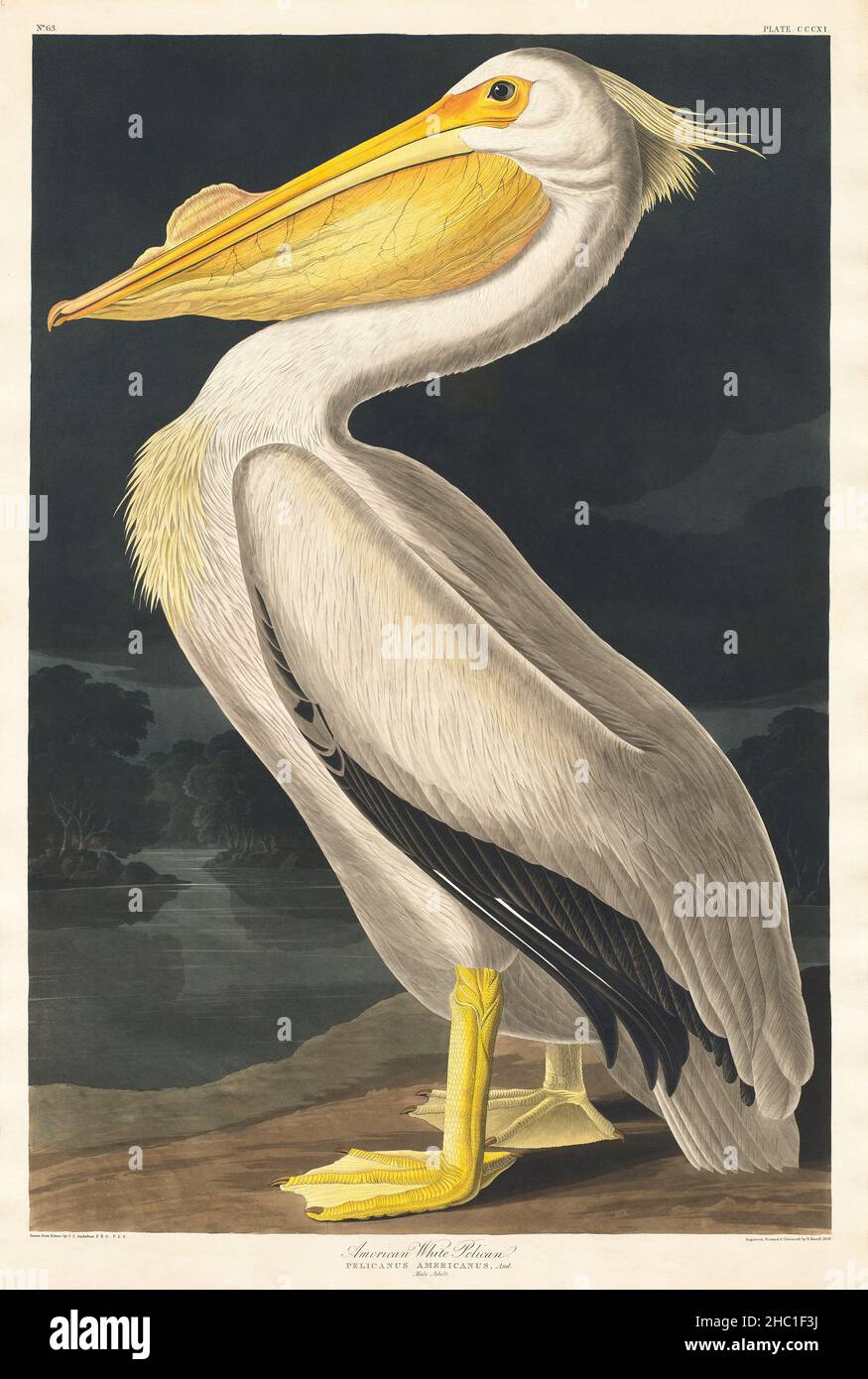 American White Pelican from Birds of America (1827) von John James Audubon, geätzt von William Home Lizars. Stockfoto