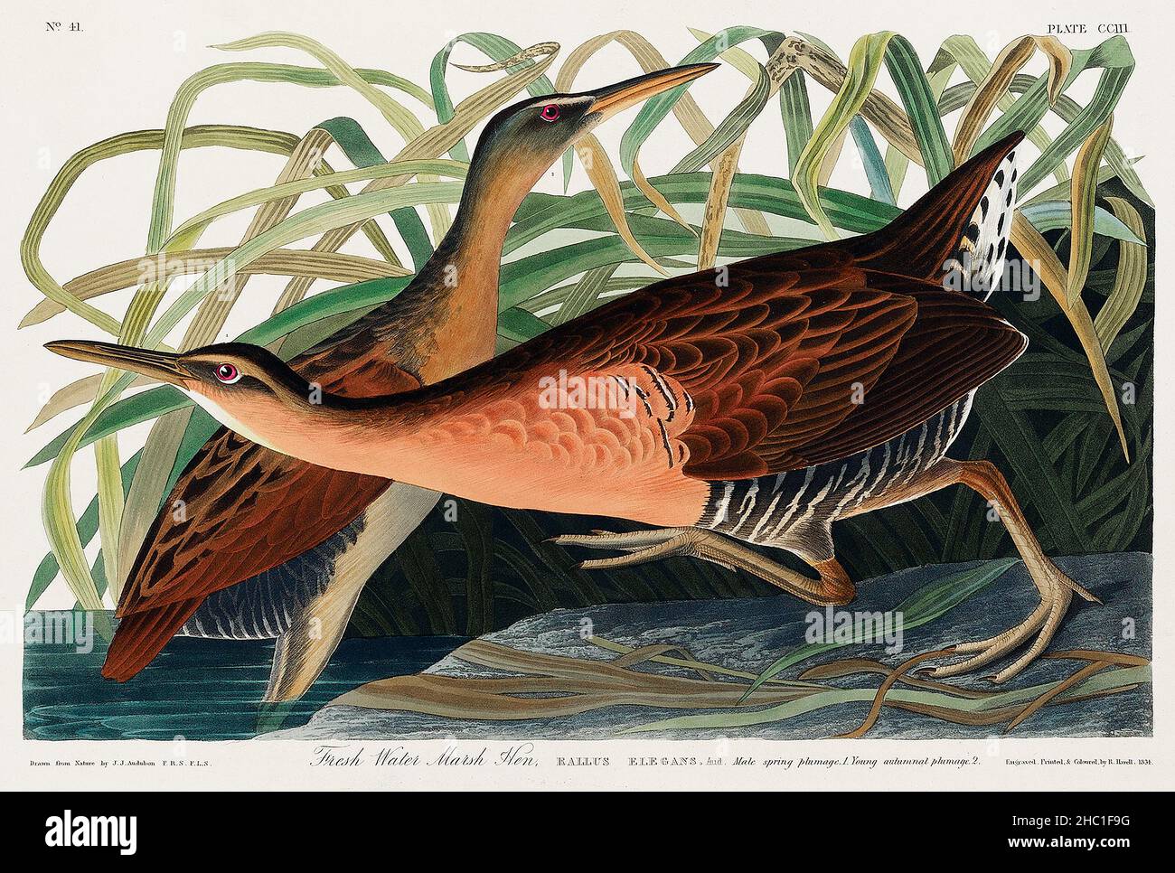 Süßwasser-Marsh Hen from Birds of America (1827) von John James Audubon (1785 - 1851), geätzt von Robert Havell (1793 - 1878). Stockfoto