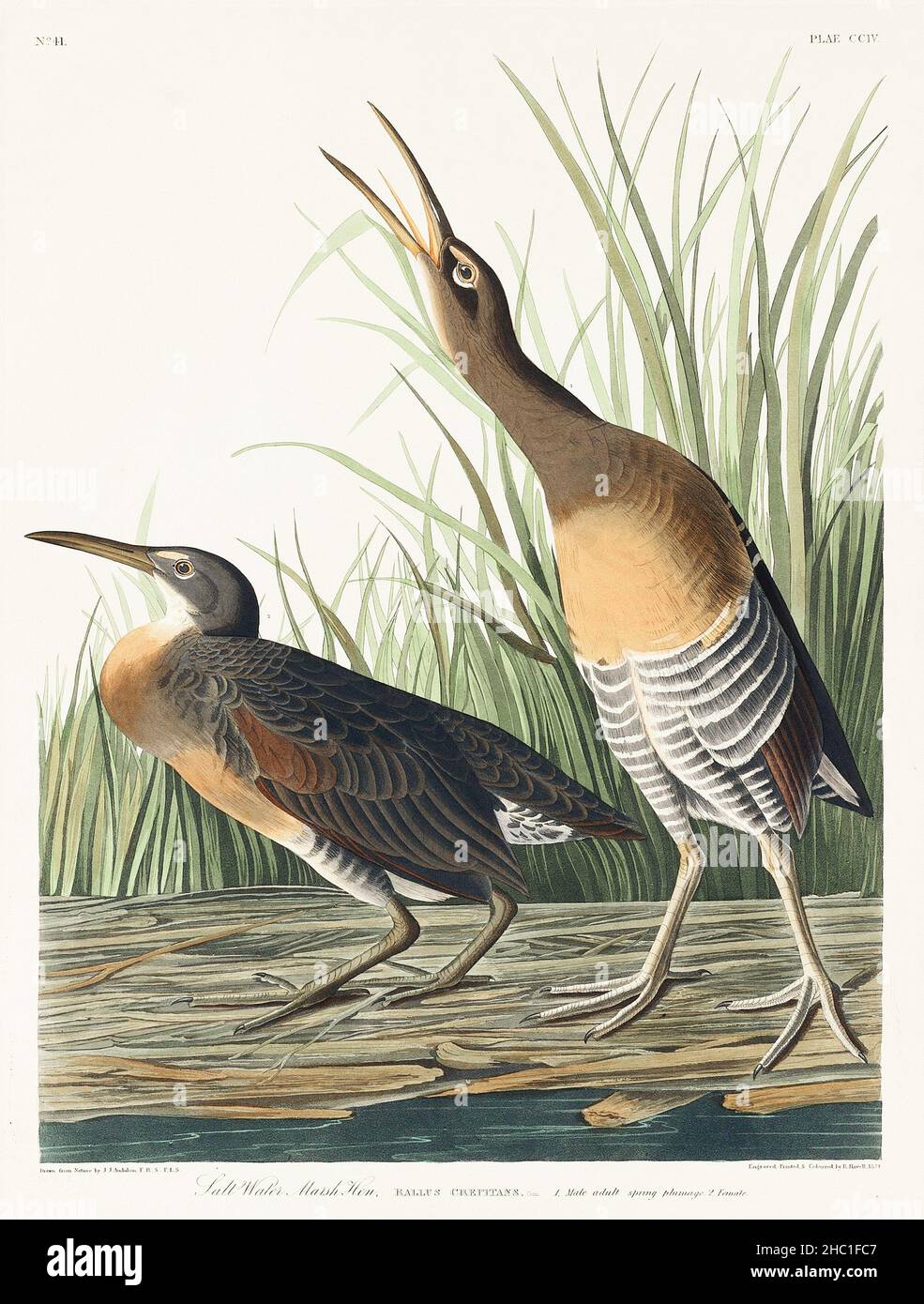 Salt Water Marsh Hen from Birds of America (1827) von John James Audubon (1785 - 1851), geätzt von Robert Havell (1793 - 1878). Stockfoto