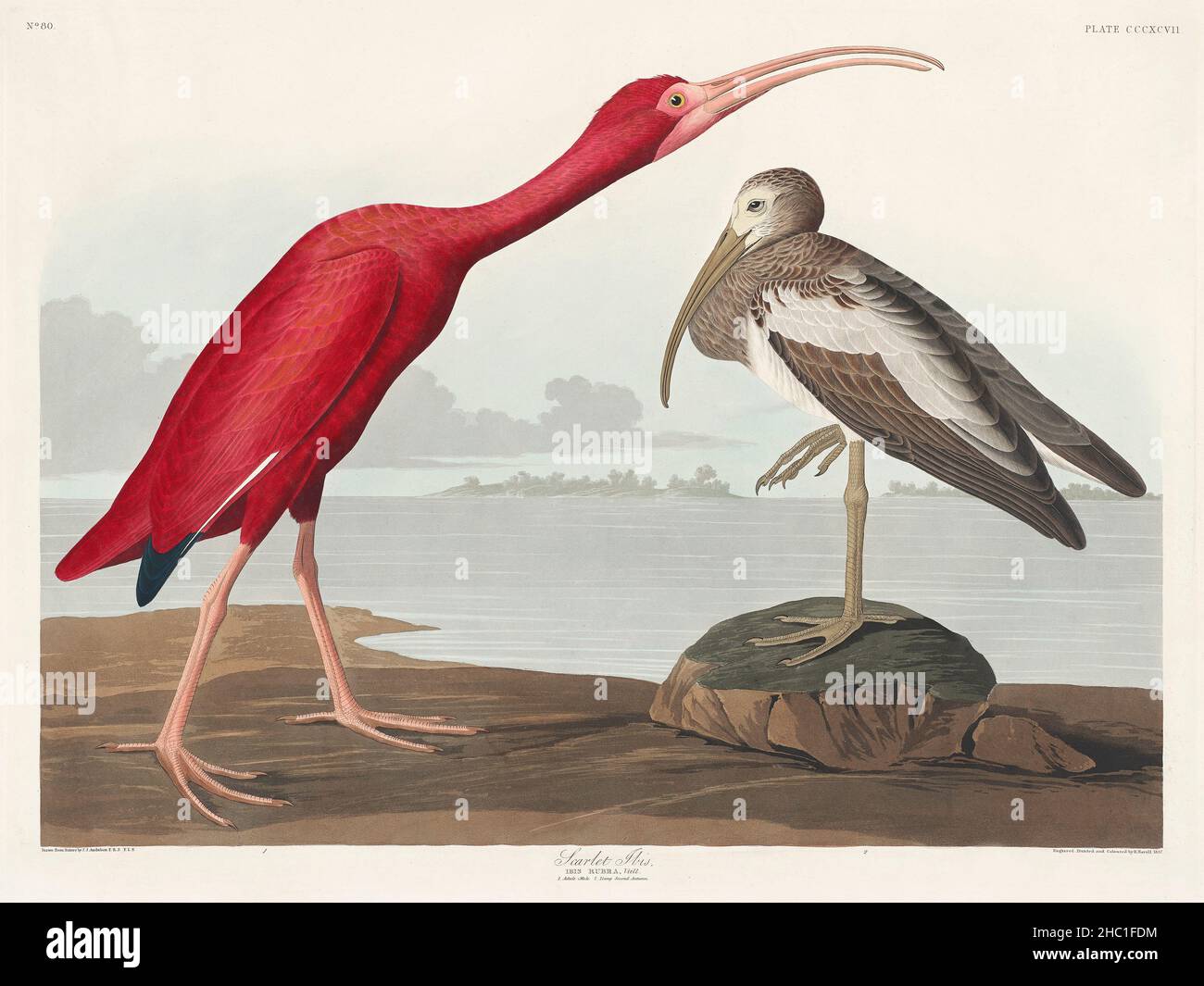 Scarlet Ibis from Birds of America (1827) von John James Audubon (1785–1851), geätzt von Robert Havell (1793–1878). Stockfoto