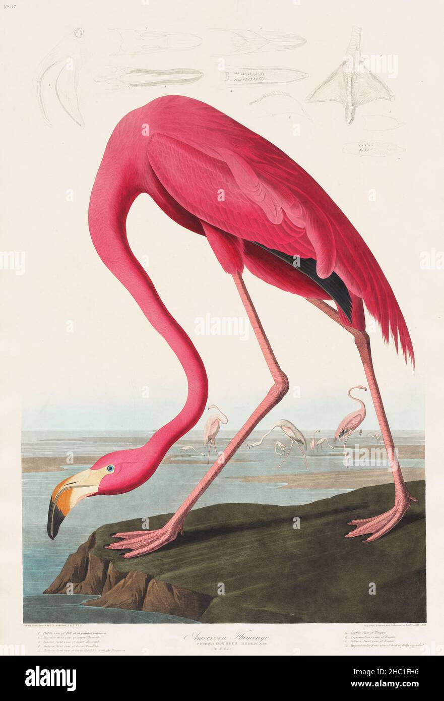 Pink Flamingo from Birds of America (1827) von John James Audubon (1785–1851), geätzt von Robert Havell (1793–1878). Stockfoto