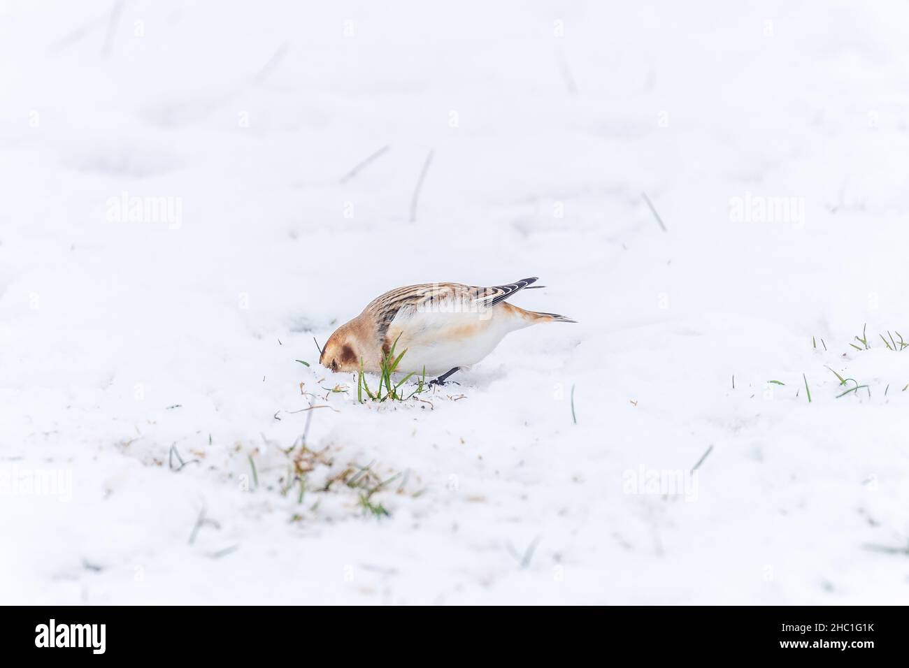 Ein einziger männlicher Schneehammer, der in Cleeve Hill, Cheltenham, Gloucestershire, im Schnee auf Nahrungssuche geht Stockfoto