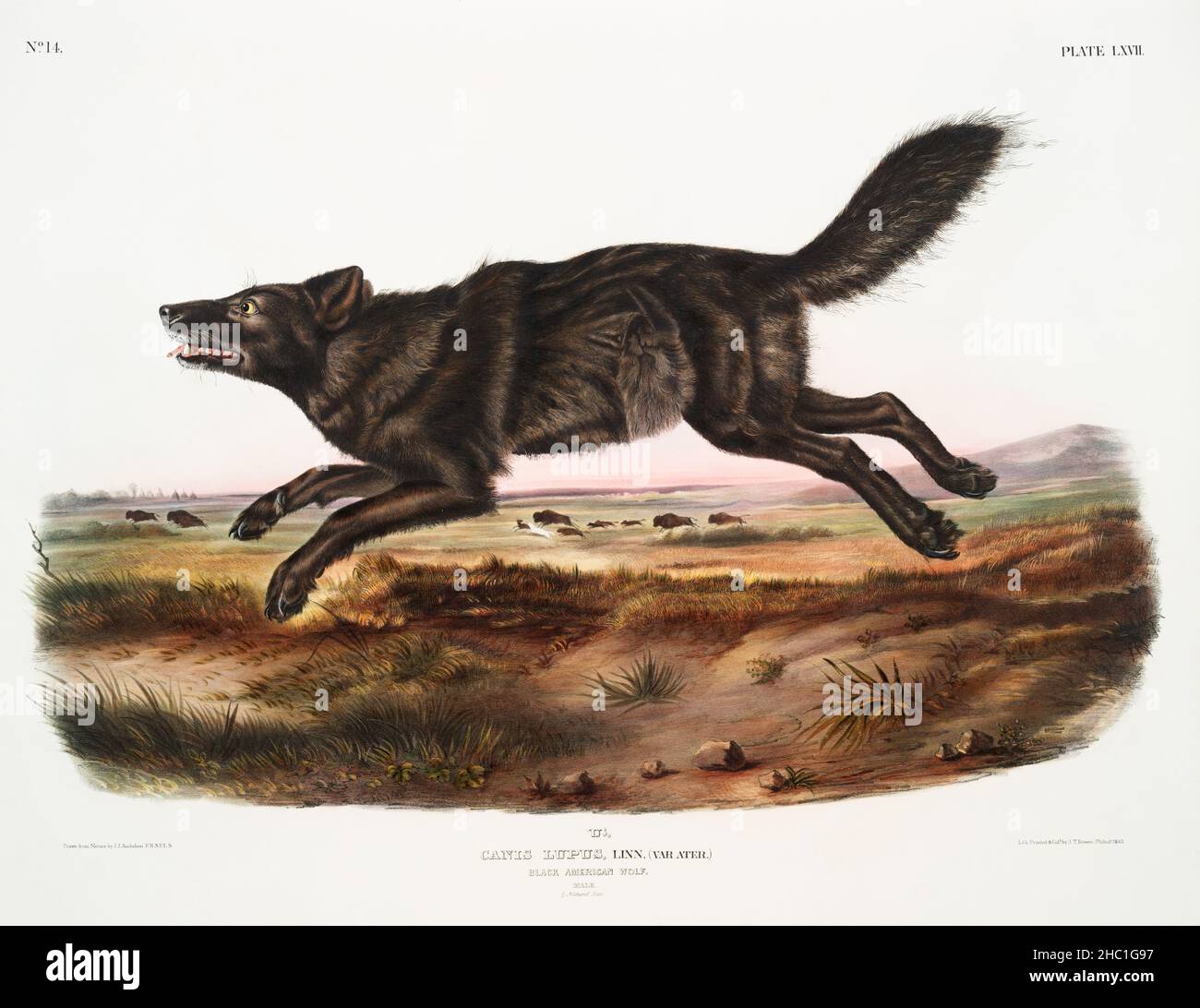 Black American Wolf (Canis lupus) aus den viviparösen Vierbeinigen Nordamerikas (1845), illustriert von John Woodhouse Audubon (1812-1862). Stockfoto