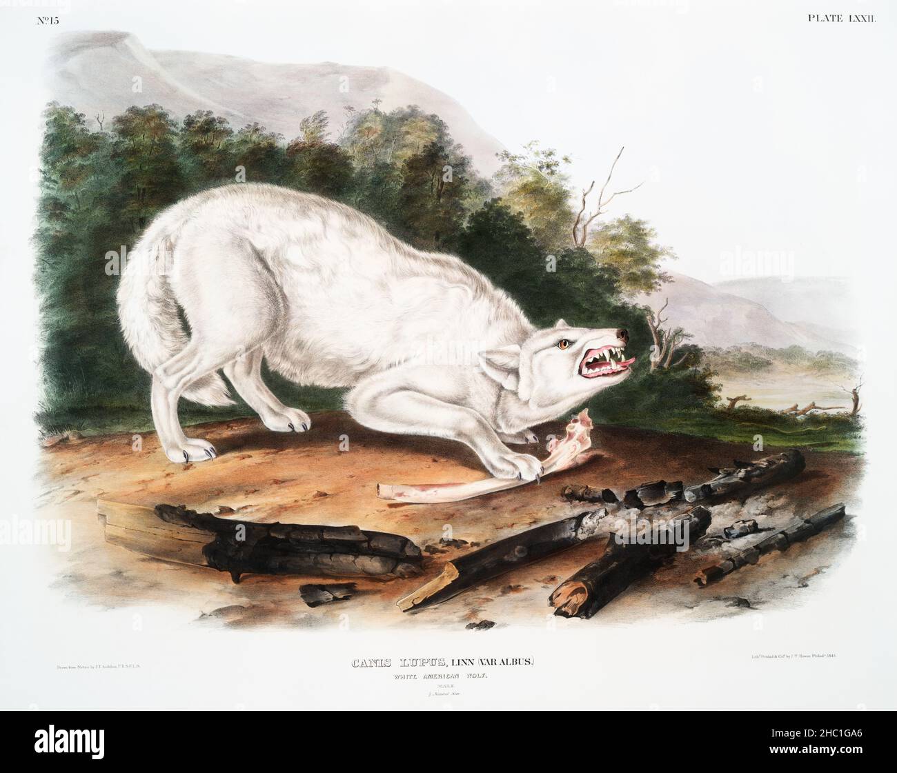 White American Wolf (Canis lupus) aus den viviparösen Vierbeinigen Nordamerikas (1845), illustriert von John Woodhouse Audubon (1812-1862). Stockfoto