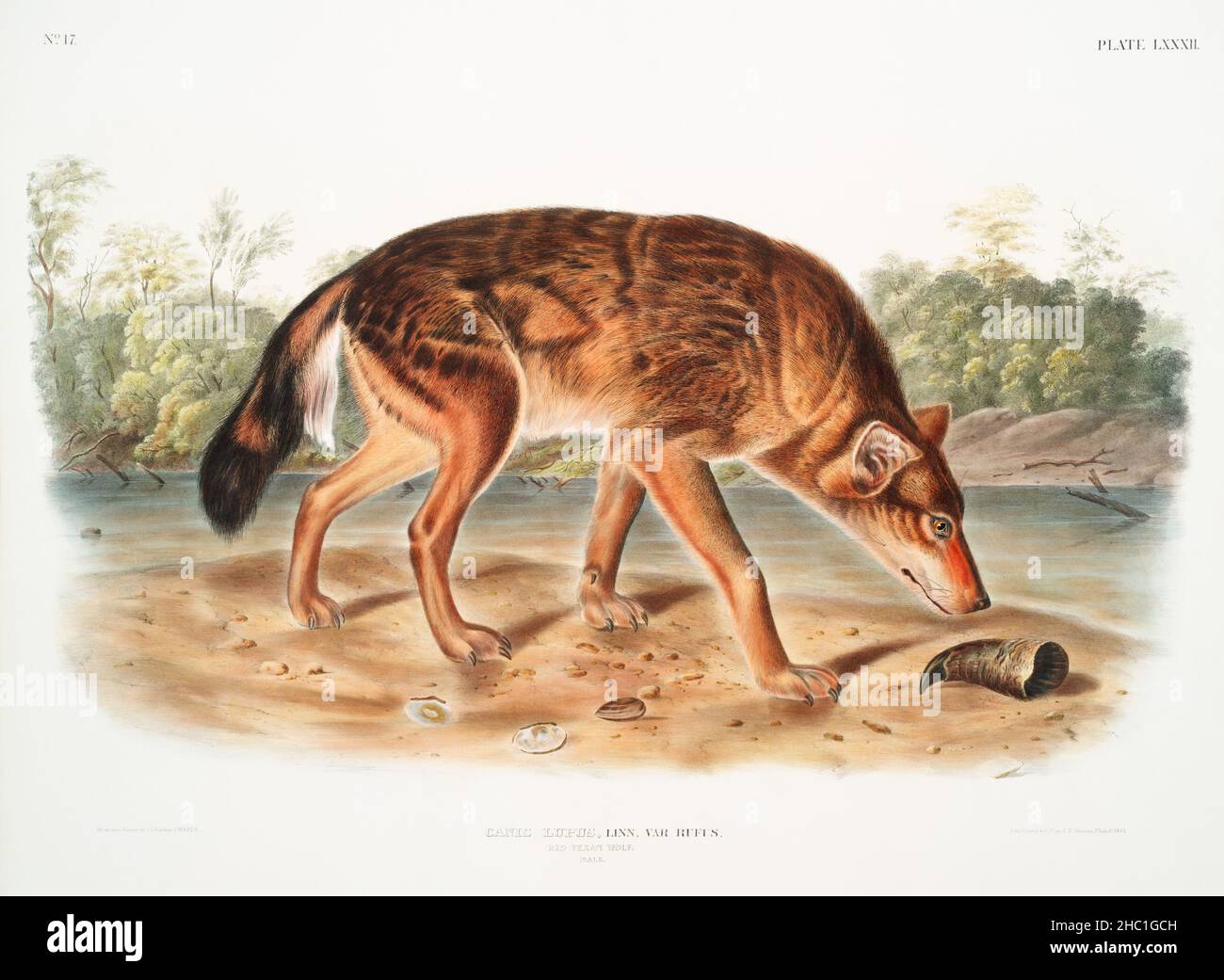 Roter texanischer Wolf (Canis lupus) aus den viviparösen Vierbeinigen Nordamerikas (1845), illustriert von John Woodhouse Audubon (1812-1862). Stockfoto