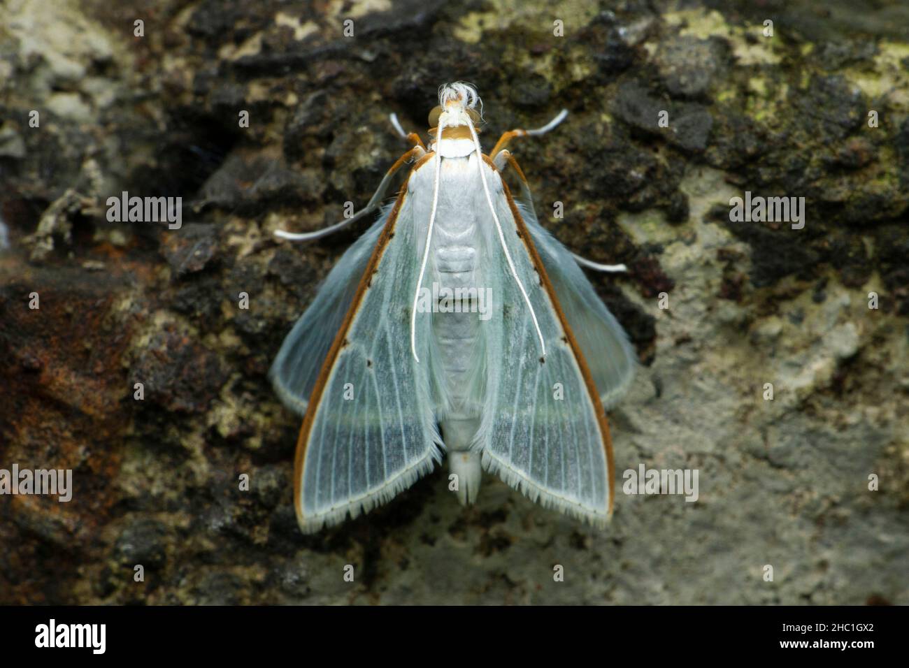 Palpita vitrealis, gebräuchlicher Name Jasminmotte oder weiße Perle, Satara, Maharashtra, Indien Stockfoto