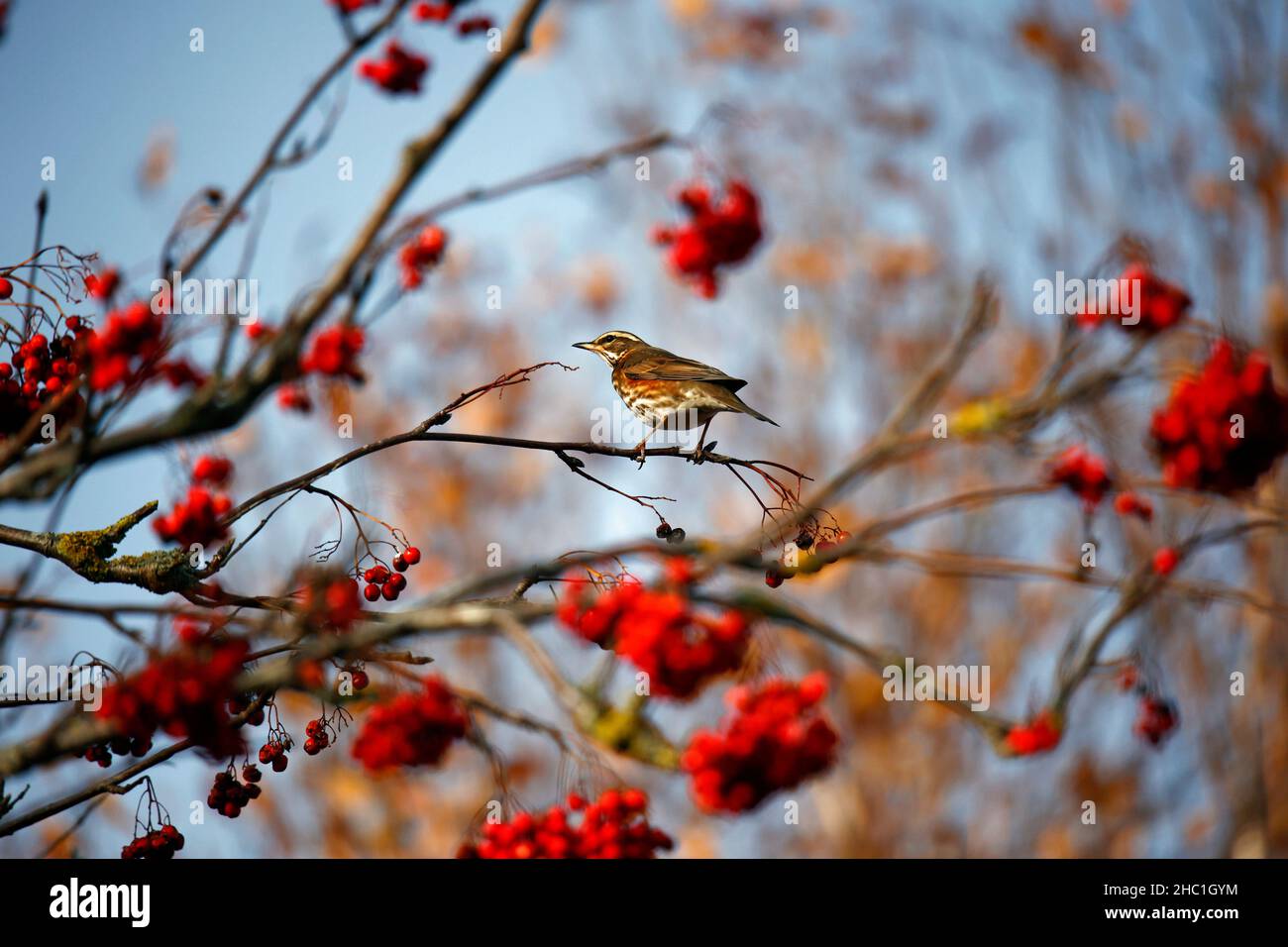 Rotflügel schmenden an den Winterbeeren Stockfoto