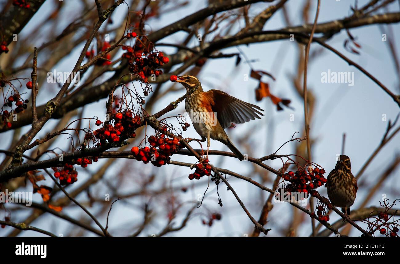 Rotflügel schmenden an den Winterbeeren Stockfoto