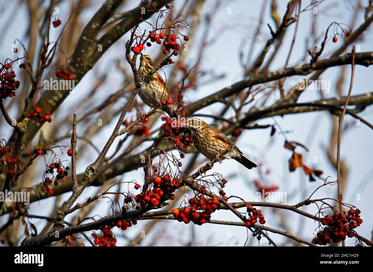 Rotflügel schmenden an den Winterbeeren Stockfoto