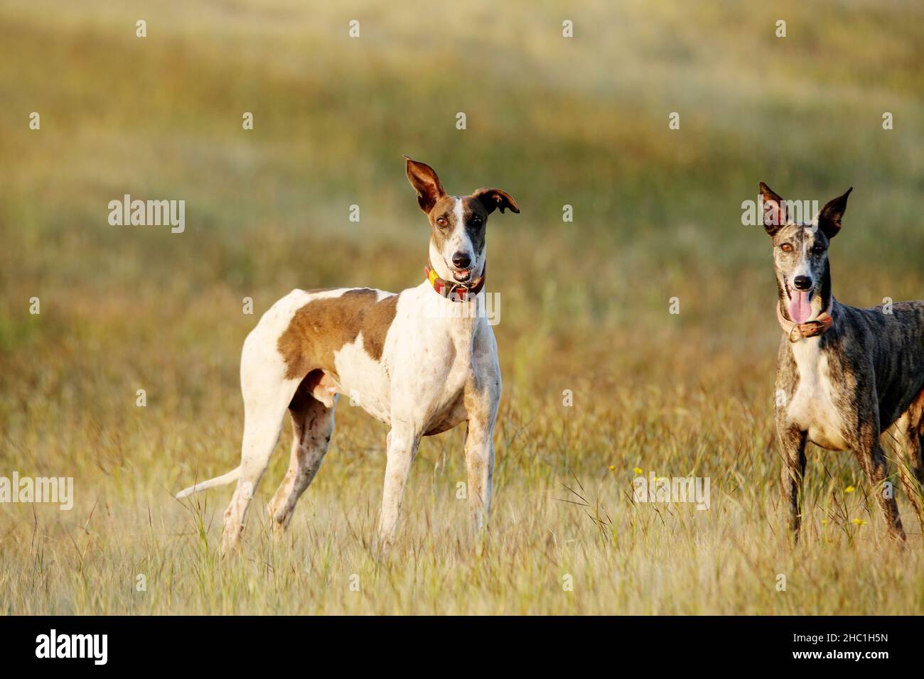 Mudhol Hunderasse, Wilderer verwenden diese Hunde für die Jagd, Satara, Maharashtra, Indien Stockfoto
