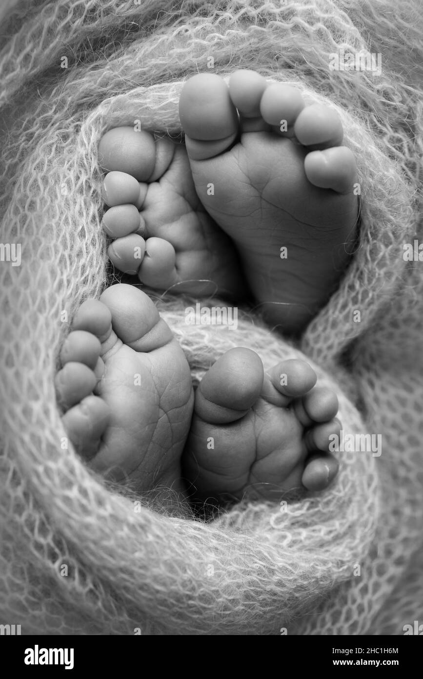 Füße neugeborener Zwillinge. Zwei Paar Babyfüße in einer Strickdecke. Stockfoto