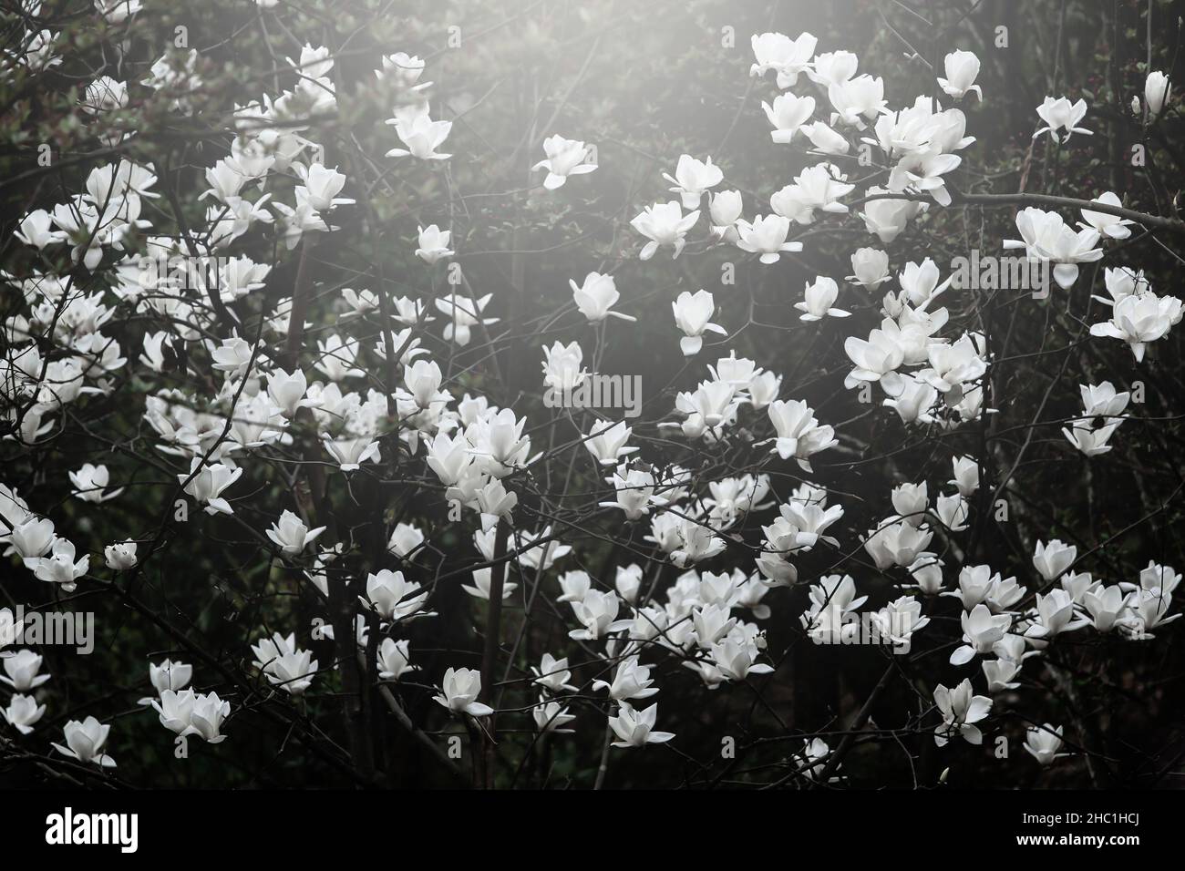Blühende weiße Magnolien blühen während des Sonnenaufgangs, Magnolien in voller Blüte in einem Frühlingswald. Yunnan, China. Weicher Fokus auf Blumen. Stockfoto