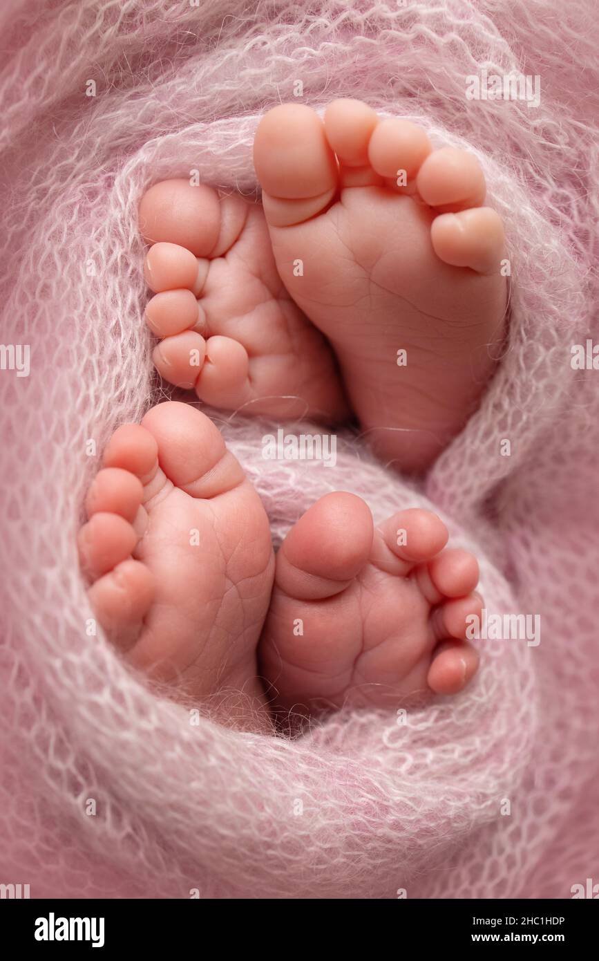 Füße neugeborener Zwillinge. Zwei Paar Babyfüße in einer rosa Strickdecke. Stockfoto