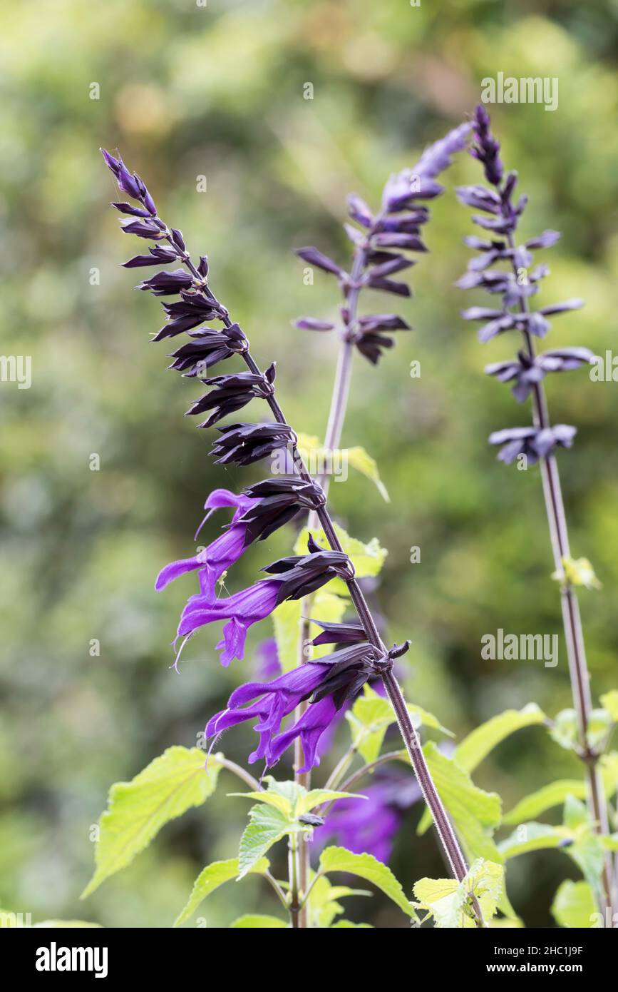 Salvia Amistad ist eine mittelhohe Sorte, die nach der Stadt Amistad in Mexiko, Südamerika, benannt wurde Stockfoto