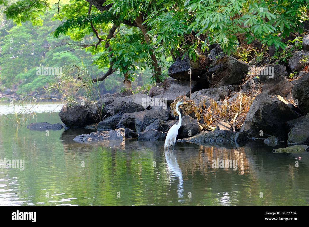 Nicaragua Granada Las Isletas de Granada - Inselchen von Granada - Vogelbeobachtungstour Stockfoto